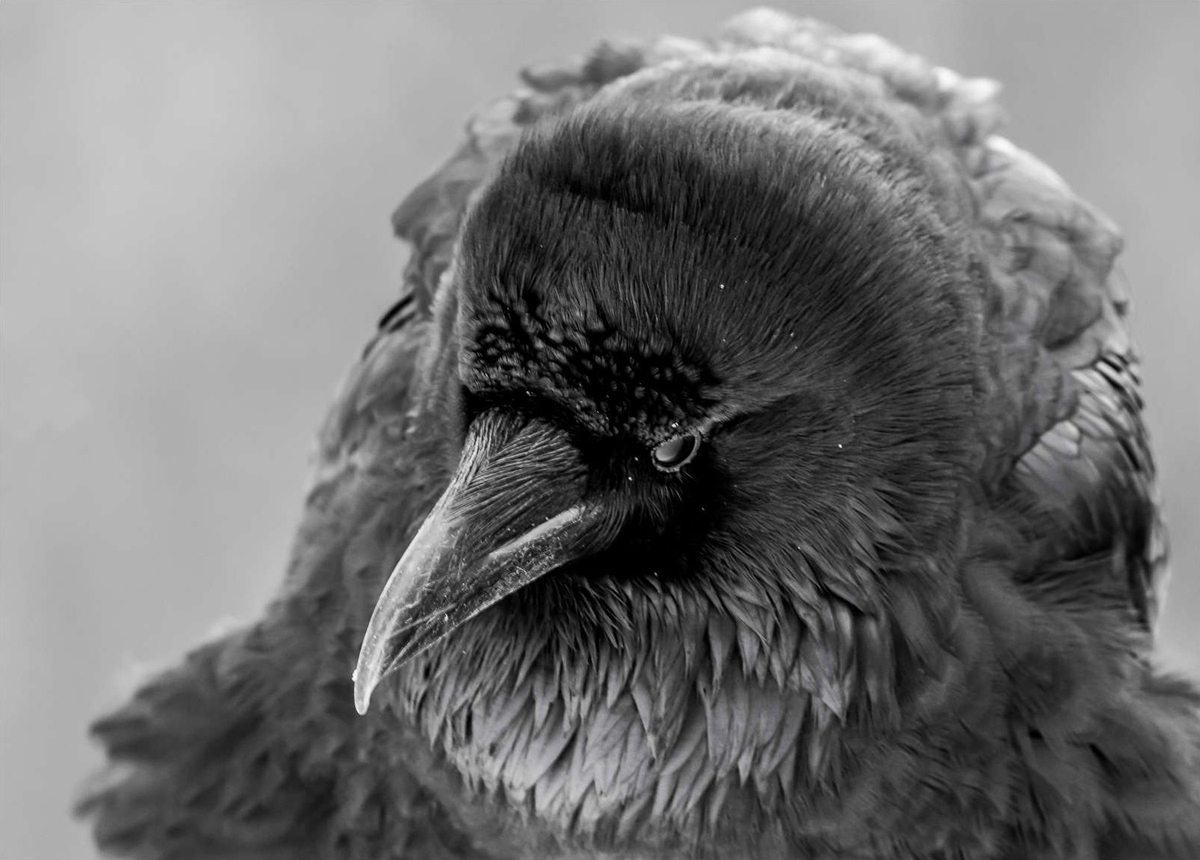 Jasper Fall Wildlife Workshop with John Marriott